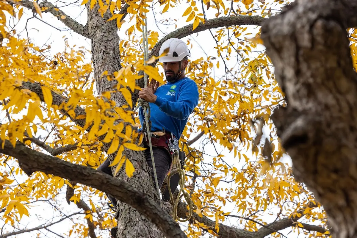 Skilled Tree Pruning crew working in Fort Yukon